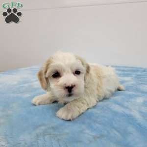 Harry, Havapoo Puppy