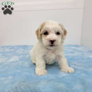 Harry, Havapoo Puppy