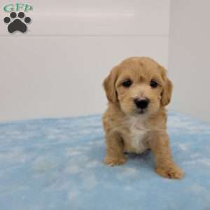 Hilton, Havapoo Puppy