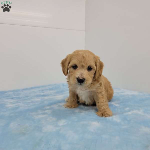 Hilton, Havapoo Puppy
