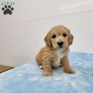Hilton, Havapoo Puppy