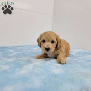 Hilton, Havapoo Puppy