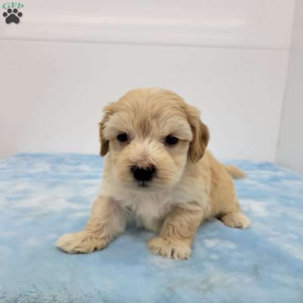 Hudson, Havapoo Puppy