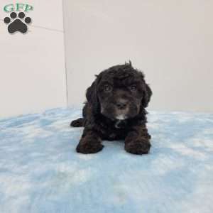 Harper, Havapoo Puppy