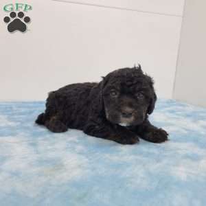Harper, Havapoo Puppy