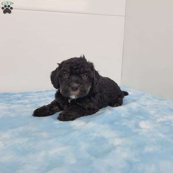 Harper, Havapoo Puppy