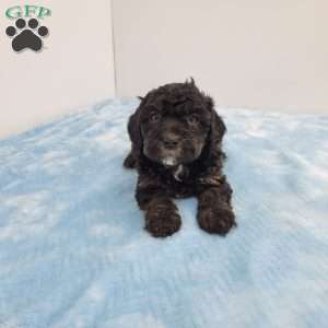 Harper, Havapoo Puppy