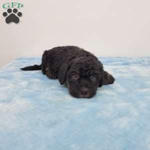 Harper, Havapoo Puppy