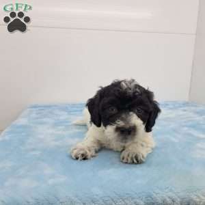 Harvey, Havapoo Puppy
