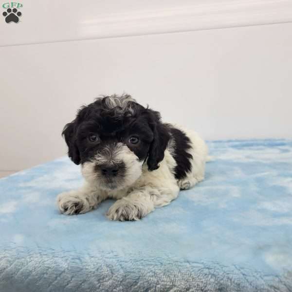 Harvey, Havapoo Puppy