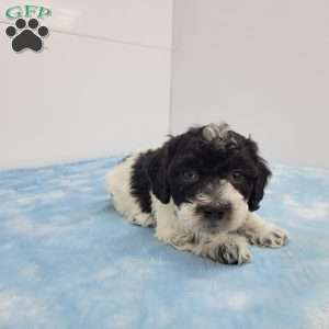 Harvey, Havapoo Puppy