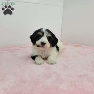Hilta, Havapoo Puppy