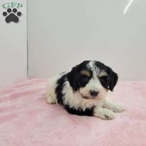 Hilta, Havapoo Puppy