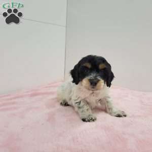 Heidi, Havapoo Puppy
