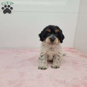 Heidi, Havapoo Puppy