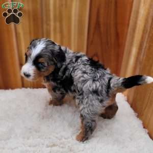 Ash, Mini Bernedoodle Puppy