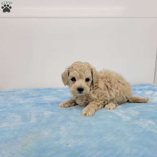 Max, Maltipoo Puppy