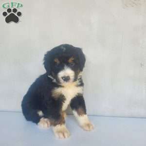 Jack, Bernedoodle Puppy