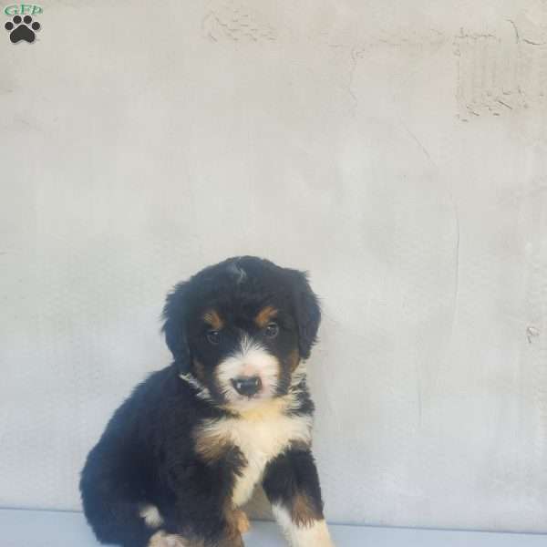 Jack, Bernedoodle Puppy