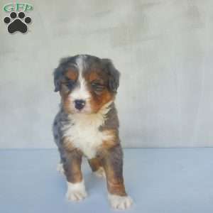 Chase, Bernedoodle Puppy