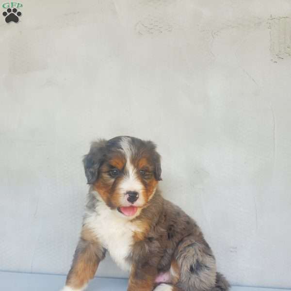 Chase, Bernedoodle Puppy