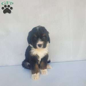 Star, Bernedoodle Puppy