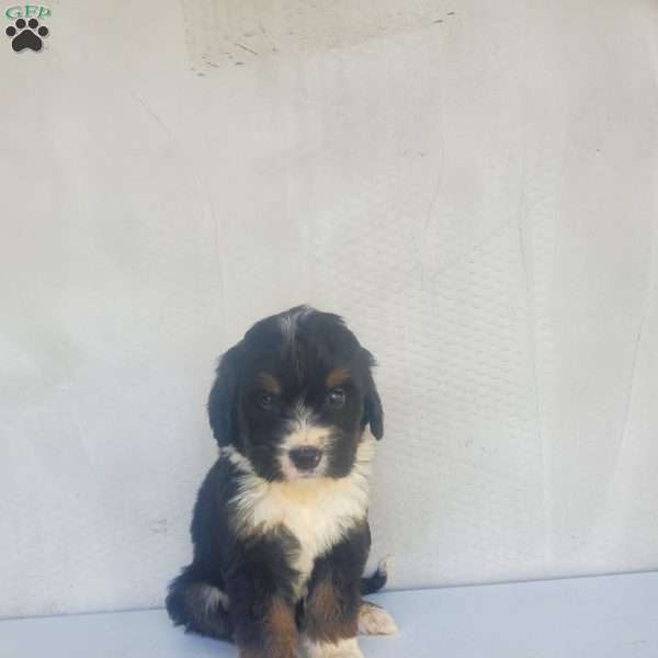 Star, Bernedoodle Puppy