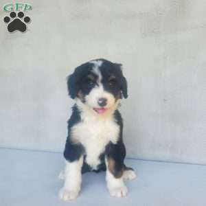 Lilly, Bernedoodle Puppy