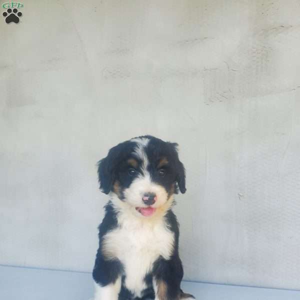 Lilly, Bernedoodle Puppy