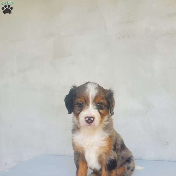 Sky, Bernedoodle Puppy