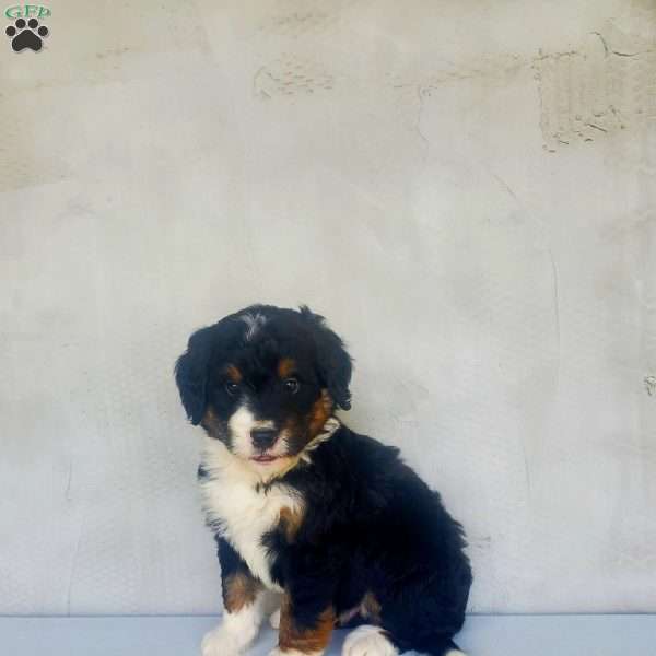 Tyler, Bernedoodle Puppy