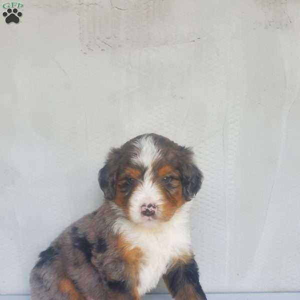 Zuma, Bernedoodle Puppy