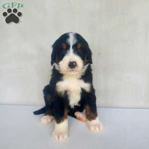 Max, Bernedoodle Puppy