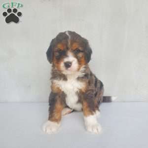 Cooper, Bernedoodle Puppy