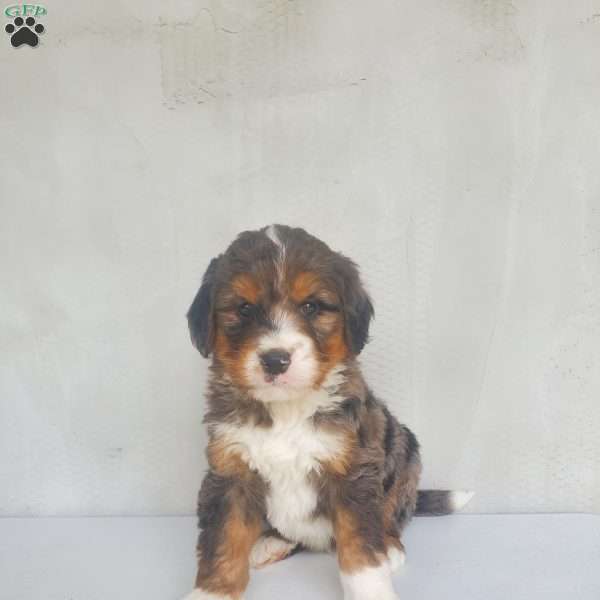 Cooper, Bernedoodle Puppy