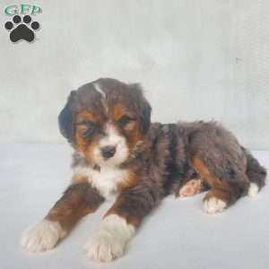 Cooper, Bernedoodle Puppy