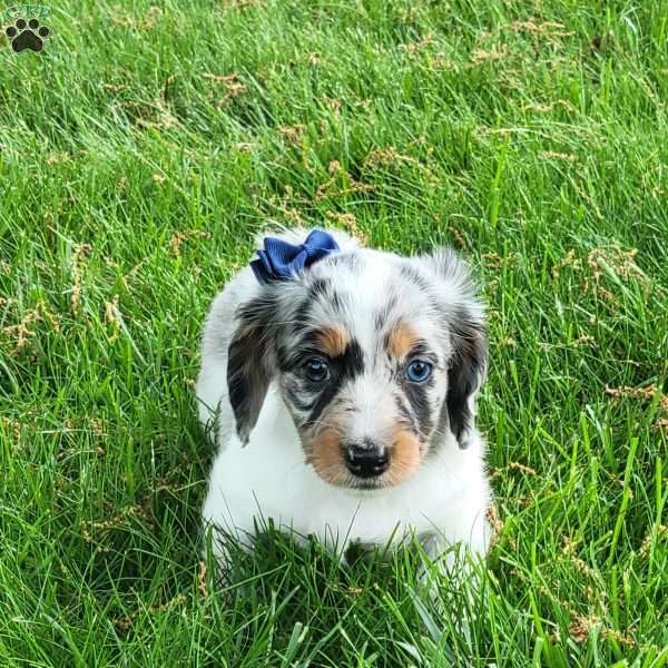 Annie, Dachshund Puppy