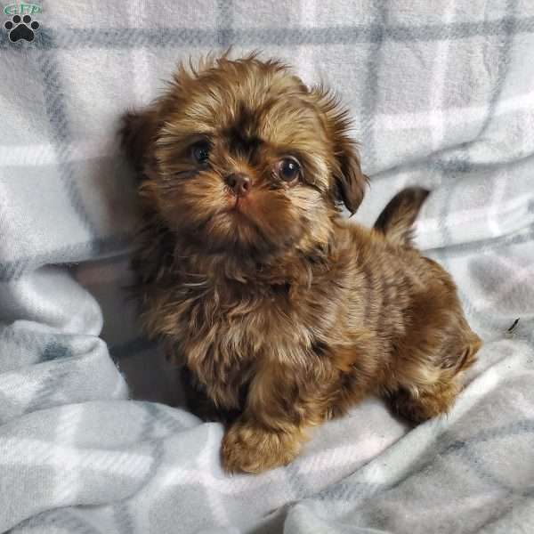 Princess, Shih Tzu Puppy