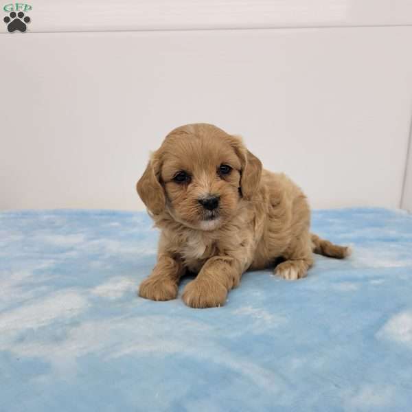 Cooper, Cavapoo Puppy