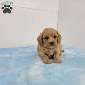 Cooper, Cavapoo Puppy