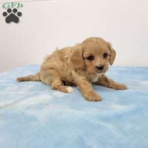 Cooper, Cavapoo Puppy