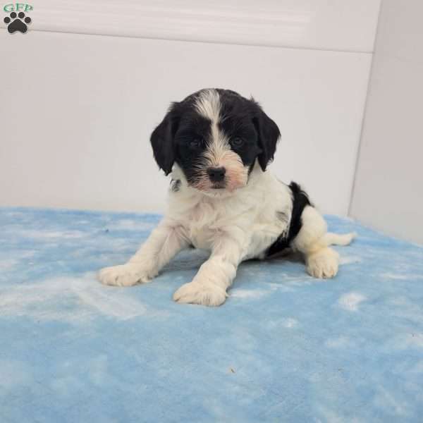 Champ, Cavapoo Puppy