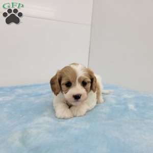 Charles, Cavapoo Puppy