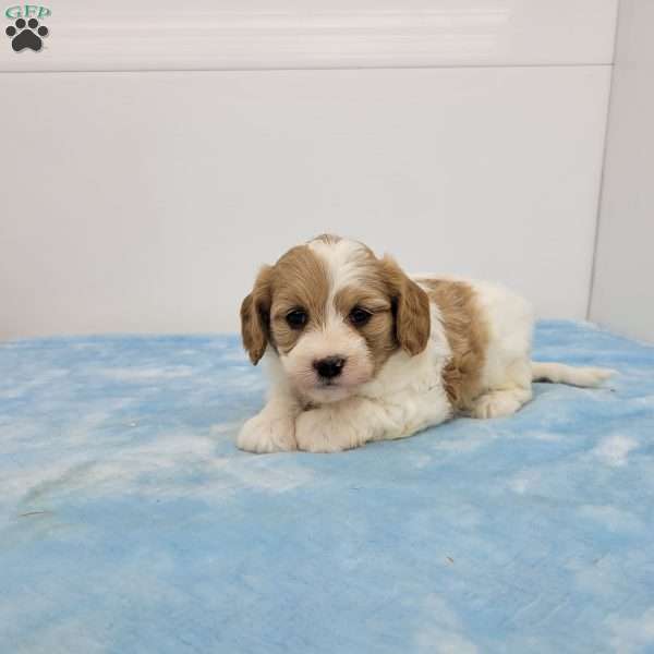 Charles, Cavapoo Puppy