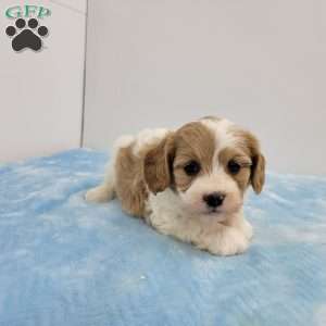 Charles, Cavapoo Puppy