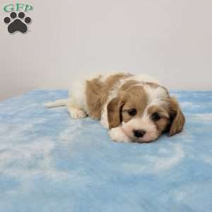 Charles, Cavapoo Puppy