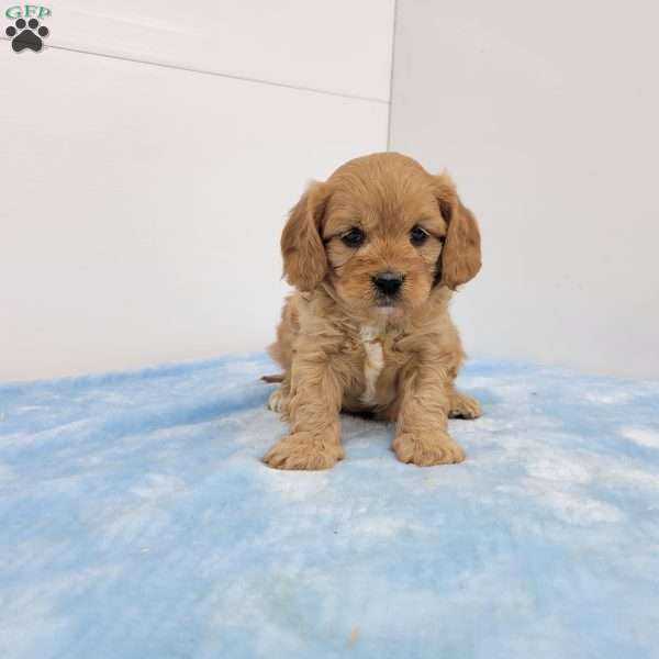 Chip, Cavapoo Puppy