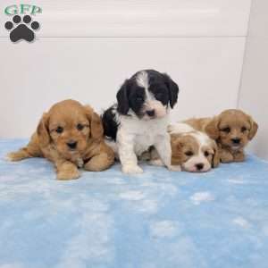 Charles, Cavapoo Puppy