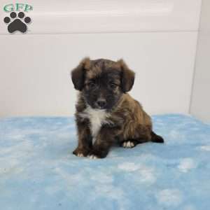 Jasper, Jack-a-poo Puppy