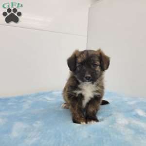Jasper, Jack-a-poo Puppy